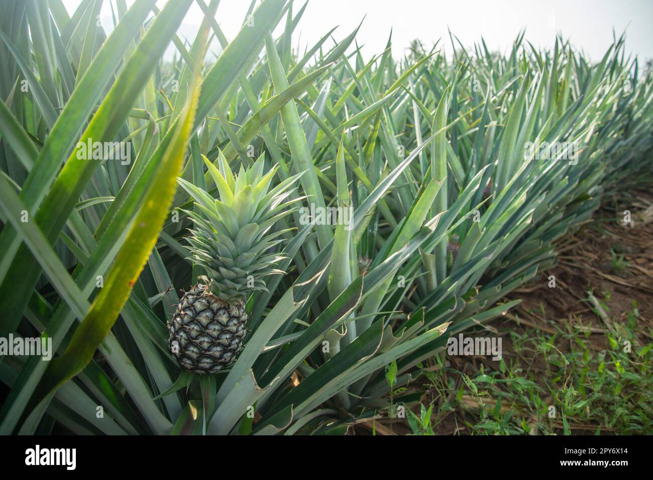 THAILAND PRACHUAP HUA HIN ANANASPLANTAGE Stockfoto