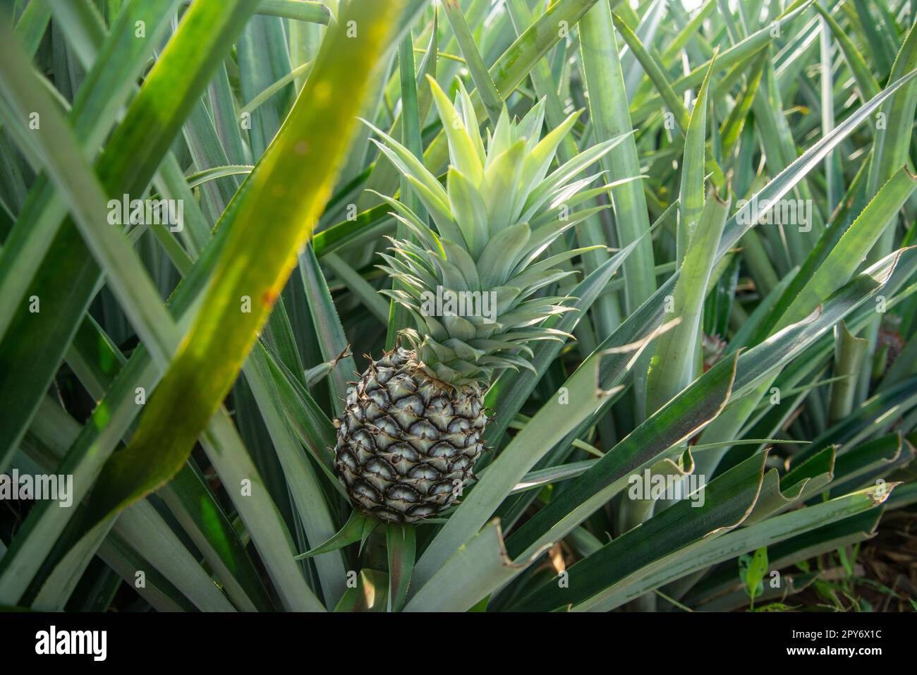 THAILAND PRACHUAP HUA HIN ANANASPLANTAGE Stockfoto