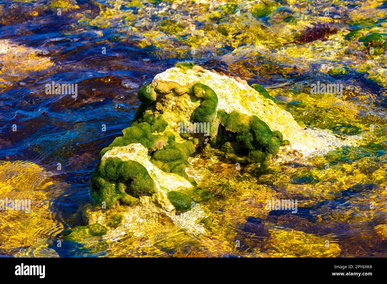 Steine Felsen Korallen Algen Türkis farbenfrohes Wasser am Strand Mexiko. Stockfoto