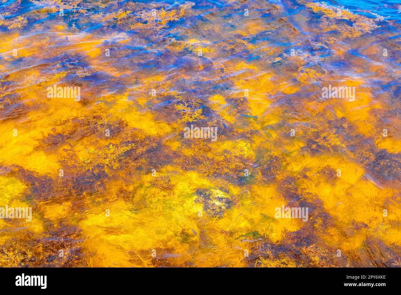 Steine Felsen Korallen Algen Türkis farbenfrohes Wasser am Strand Mexiko. Stockfoto