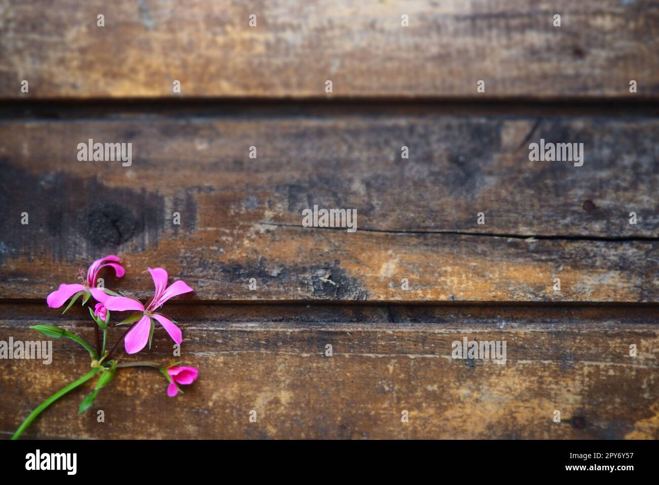 infloreszenz von rosa Efeu-Geranium auf Holzhintergrund. Wunderschöne Blütenbildung von rosa Efeu-Geranium auf dem Tisch in der unteren linken Ecke. Speicherplatz kopieren. Geben Sie Platz für Text frei. Postkartenlayout. Stockfoto