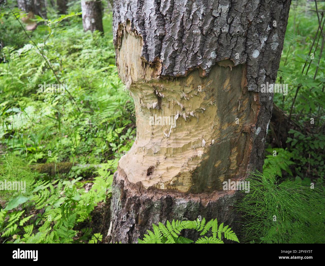Ein Baum, der von einem Biber genagt wurde. Beschädigte Rinde und beschädigtes Holz. Die Arbeit eines Bibers für den Bau eines Dammes. Taiga, Karelien, Russland. Jagen und Angeln. Lebensaktivität der europäischen Waldtiere. Stockfoto