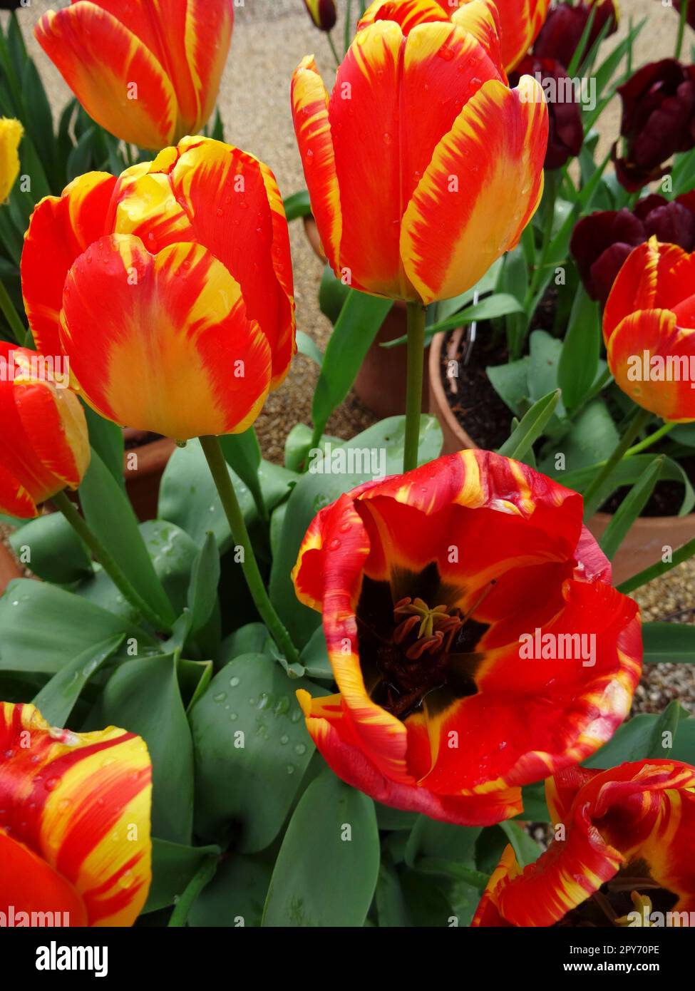 Tulipa Banja Luka, Tulip Banja Luka, die im Frühlingssonnenschein strahlen. Natürliche Nahaufnahme blühender Pflanzen Porträts Stockfoto