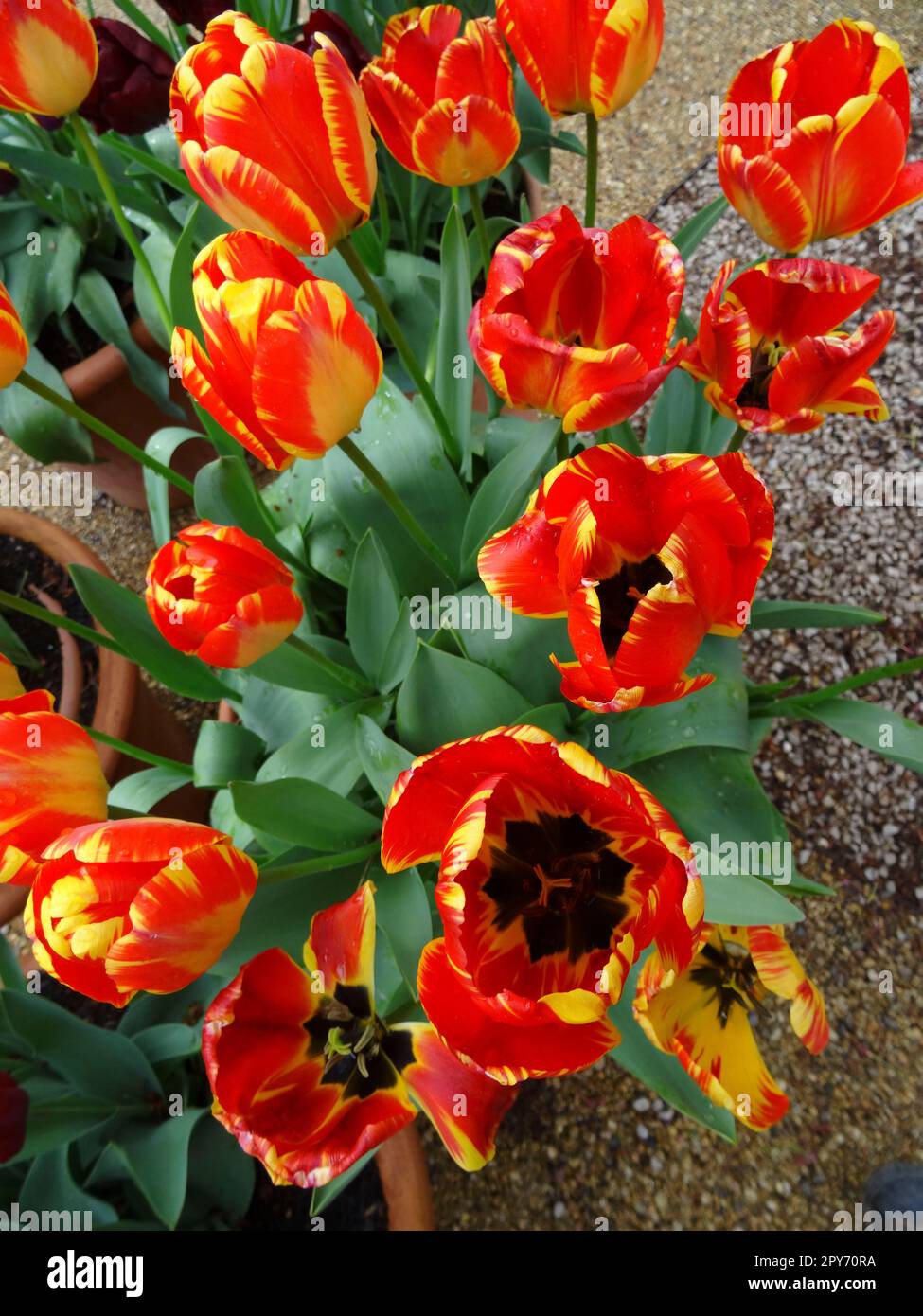 Tulipa Banja Luka, Tulip Banja Luka, die im Frühlingssonnenschein strahlen. Natürliche Nahaufnahme blühender Pflanzen Porträts Stockfoto