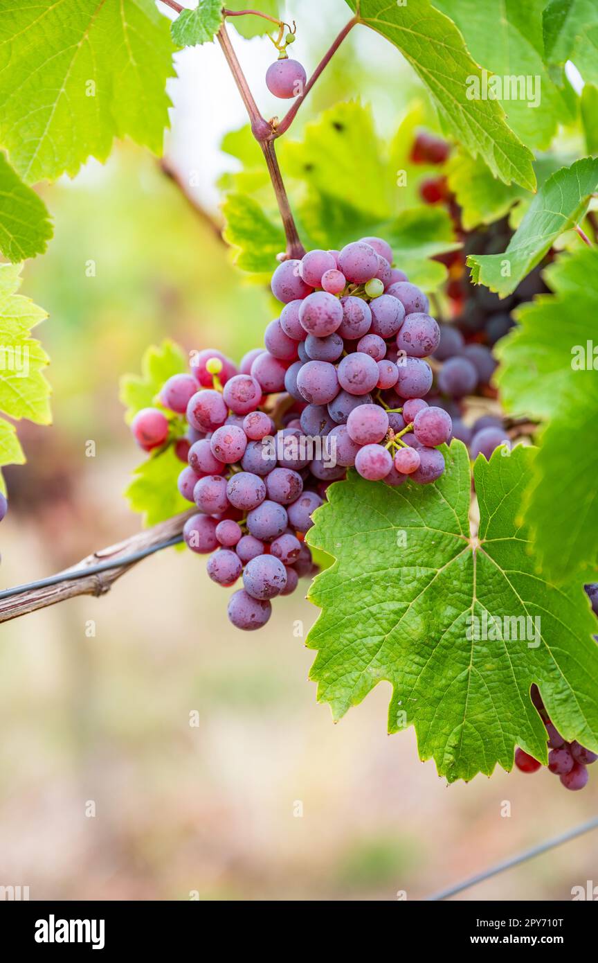 Im Herbst hängen violette Weintrauben aus nächster Nähe an einer Rebpflanze in einem Weinland, grüne Blätter um die Trauben Stockfoto
