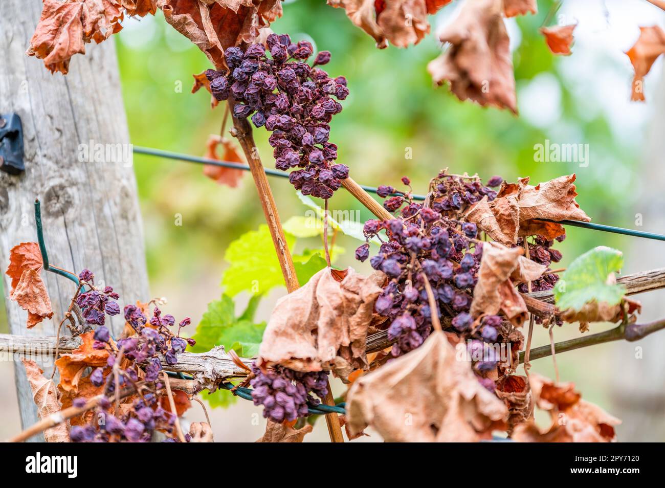 Schrumpfhaufen lila Trauben, zu viel Sonne und Hitze, schlechtes Wetter, an einer Rebpflanze hängen, schlechte Ernte, Weinberg Stockfoto