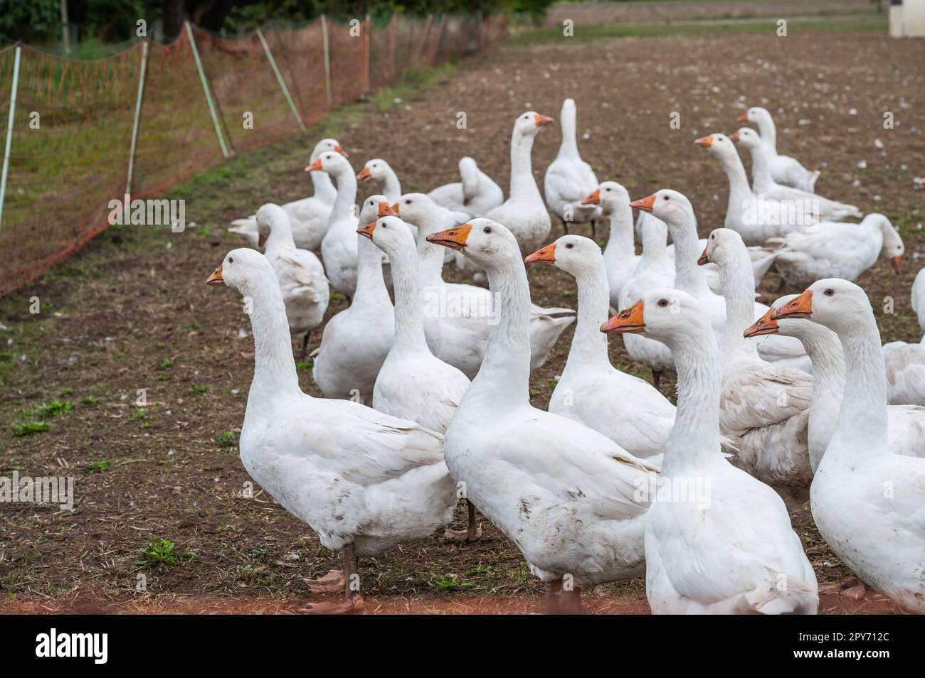 Eine Gruppe weißer Enten, Gänse auf einer Farm, die nach Essen suchen Stockfoto