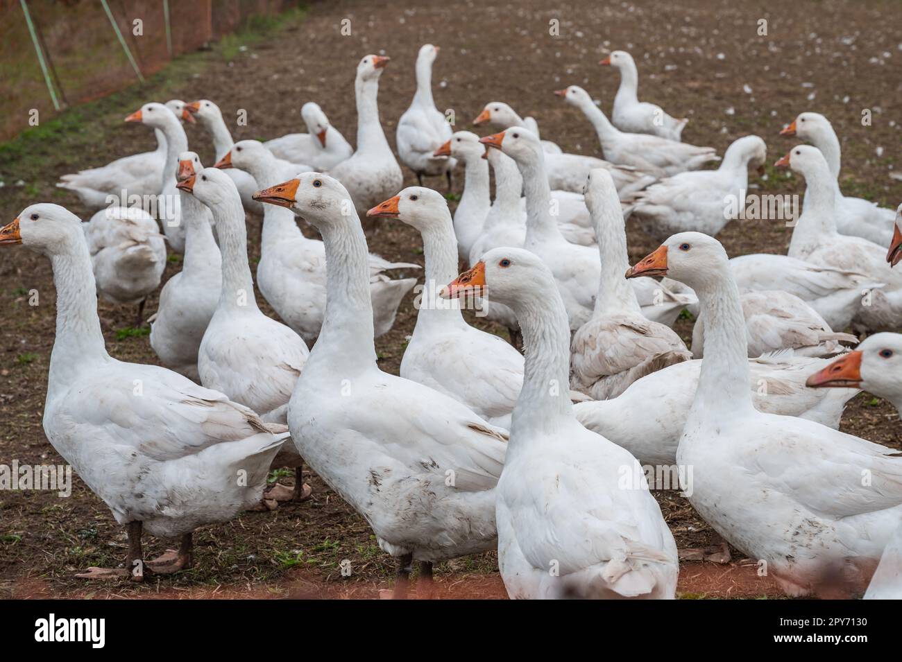 Eine Gruppe weißer Enten, Gänse auf einer Farm, die nach Essen suchen Stockfoto