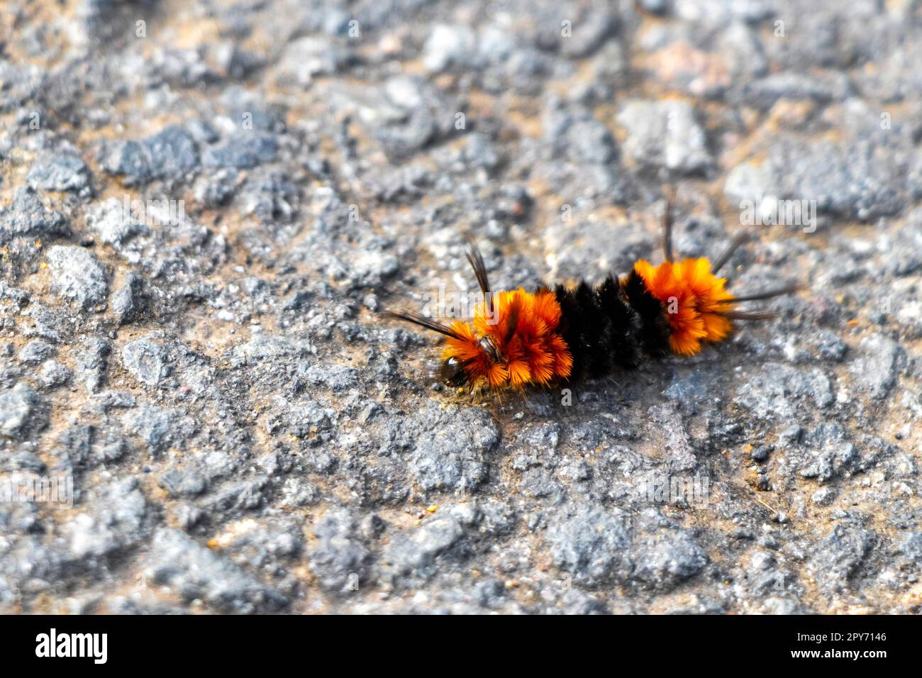 Wunderbar Raupe Schwarz Orange Haarig Fotos
