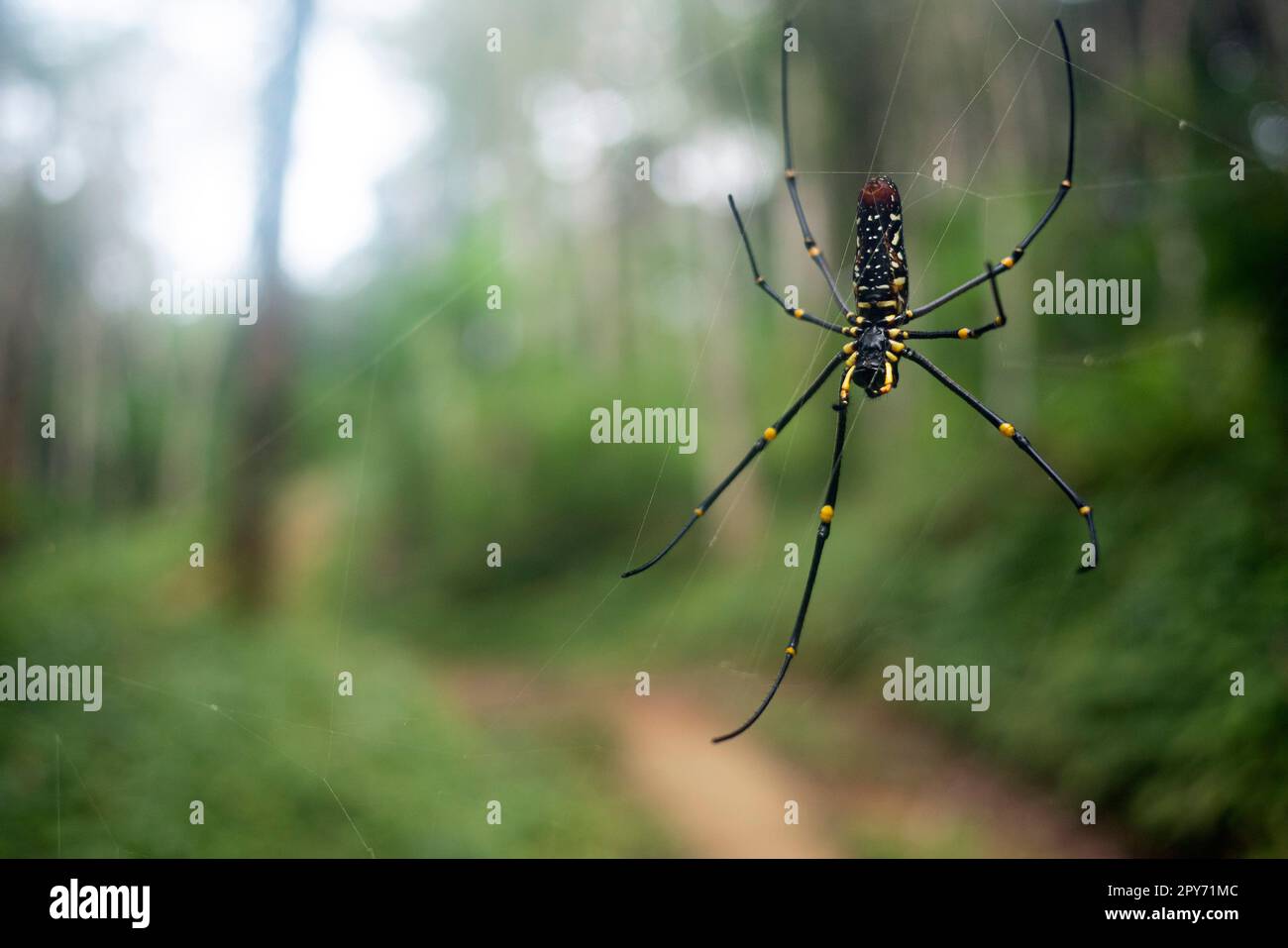 Nahaufnahme der gelb-schwarzen Orbweaver-Spinne im Netz Stockfoto