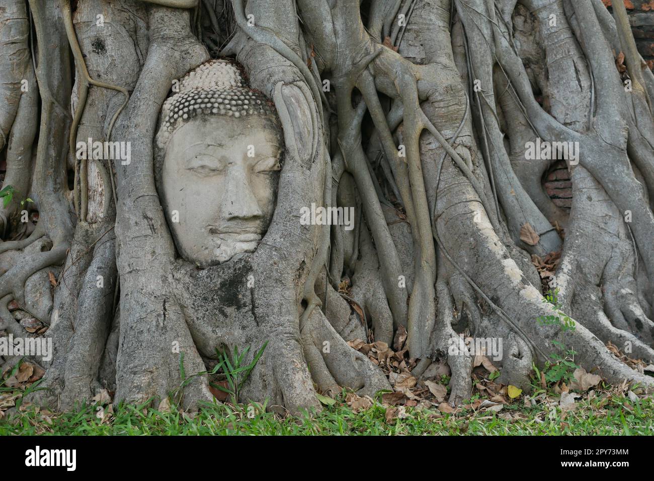 Nahaufnahme des Buddha-Kopfes in den Baumwurzeln von Ayutthaya Stockfoto
