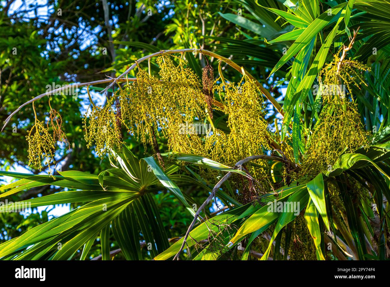 Tropische natürliche Palmenpalmen mit blauem Himmel Mexiko. Stockfoto