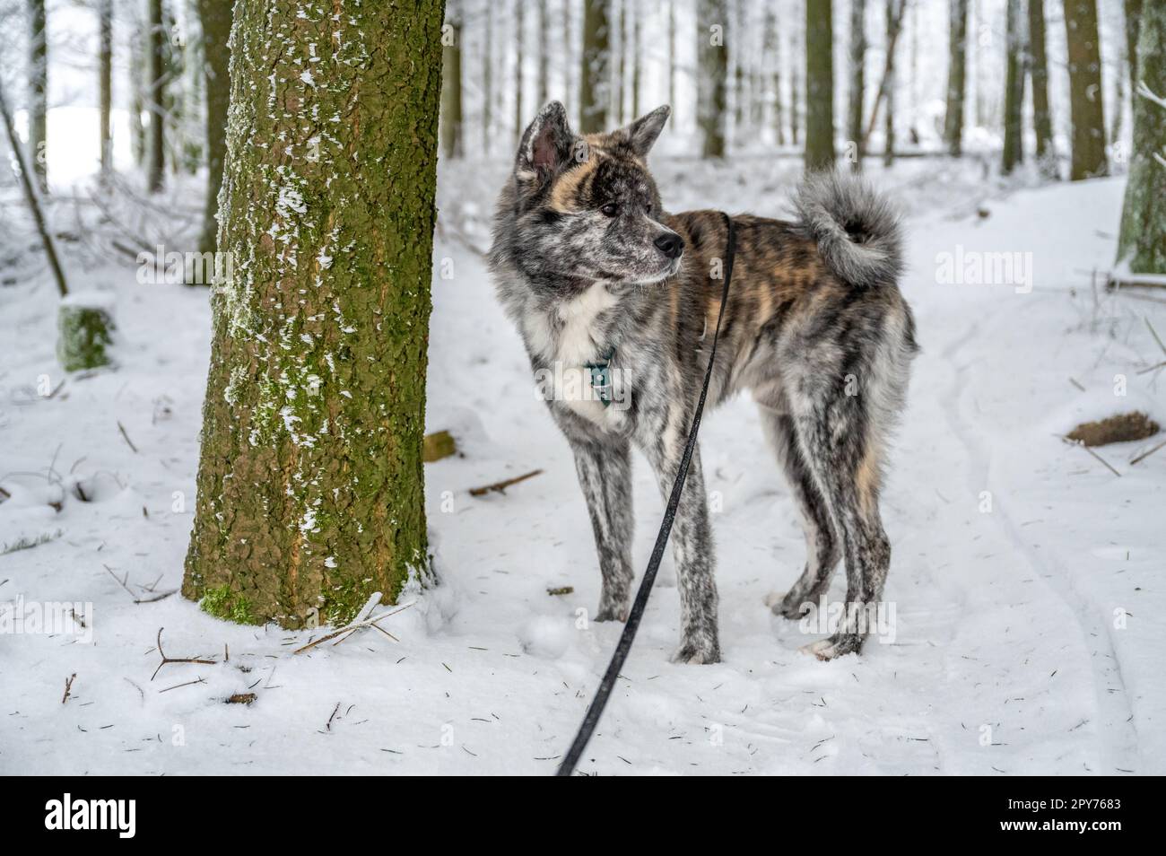 Wunderschöner Akita Inu Hund mit grauem Fell im Schnee Stockfoto