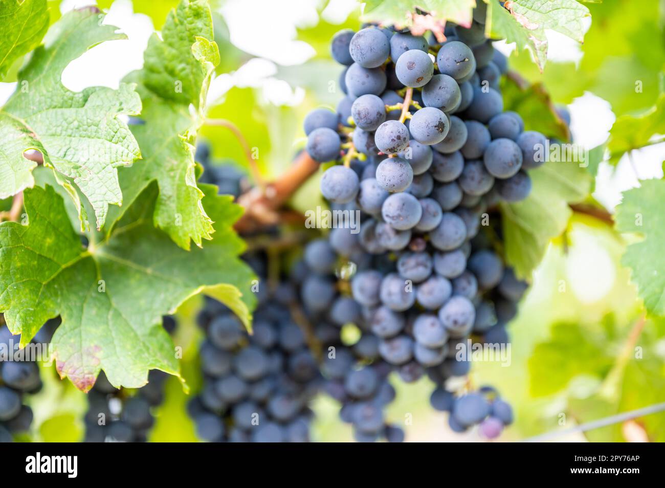 Blaue Weintrauben aus nächster Nähe hängen im Herbst an einer Rebpflanze in einem Weinland, grüne Blätter um die Trauben Stockfoto