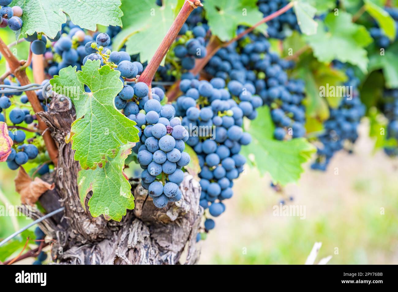 Blaue reife Trauben hängen im September vor der Ernte an einer Rebpflanze Stockfoto