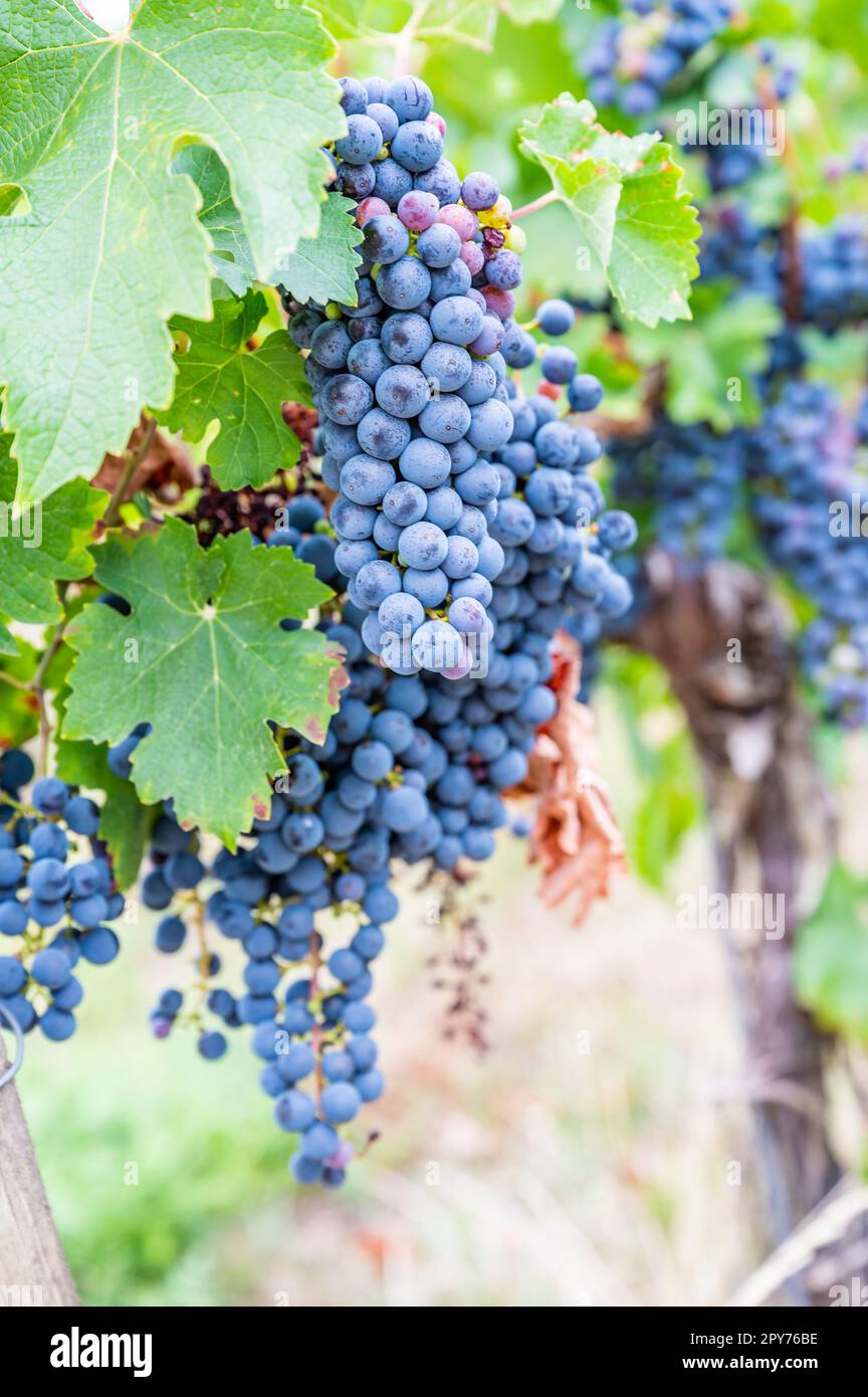 Blaue reife Trauben hängen im September vor der Ernte an einer Rebpflanze Stockfoto