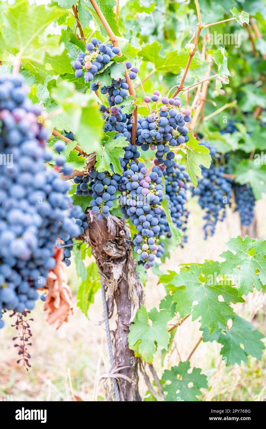 Blaue reife Trauben hängen im September vor der Ernte an einer Rebpflanze Stockfoto