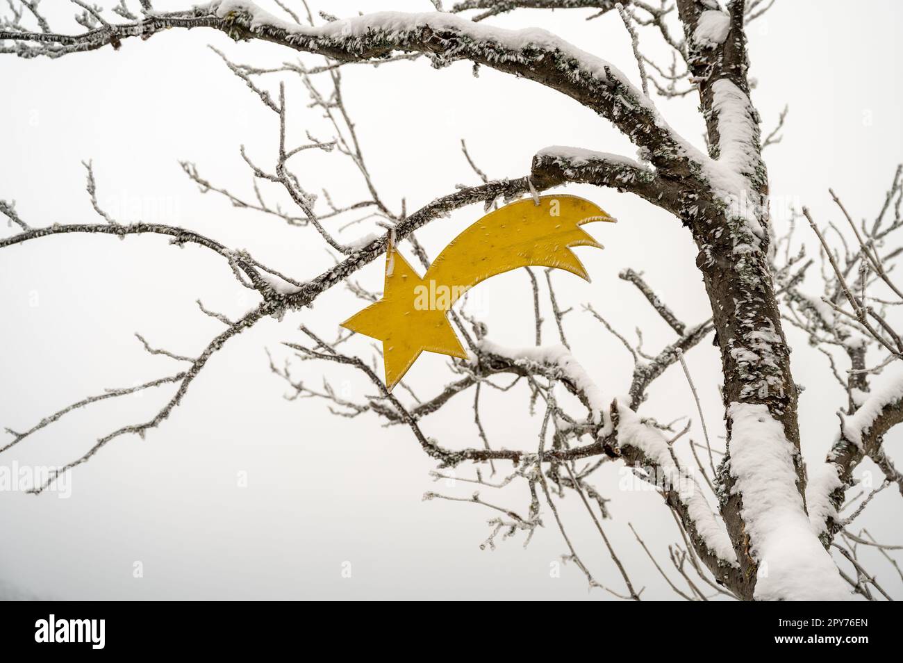 Weihnachtsstern christliche Religion WEIHNACHTEN Sternschnuppen hängen in einem Baum Stockfoto