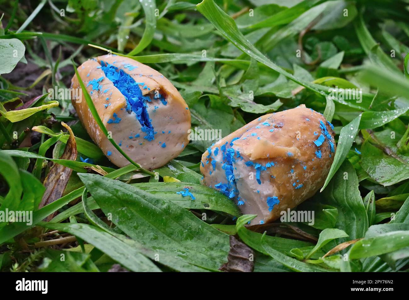 Nahaufnahme einer mit Toxin gefüllten Wurst. Giftköder für Hunde. Stockfoto