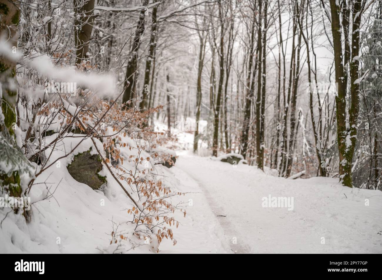 Landschaft, Waldweg im Winter mit viel Schnee Stockfoto