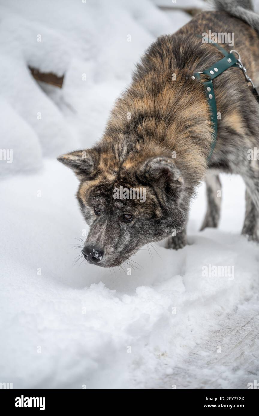 Akita inu mit grauem Orangenfell folgt im Winter einer Wanderung im Schnee Stockfoto