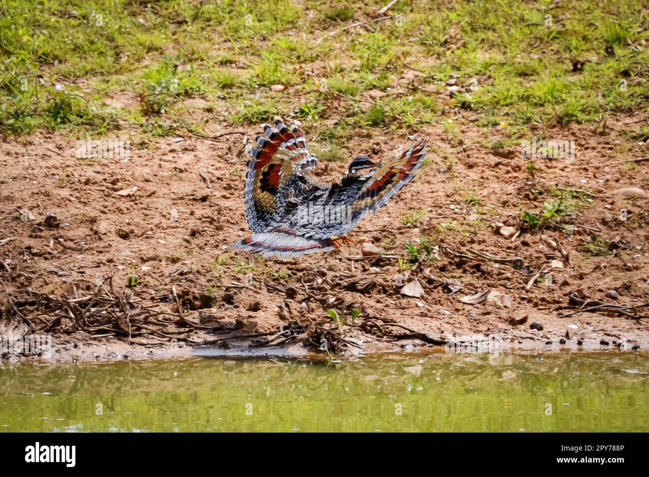 Sunbitterns breitet seine wundervollen gemusterten Flügel aus, um am Wasserrand in der Sonne zu fliegen, Pantanal Wetlands, Mato Grosso, Brasilien Stockfoto