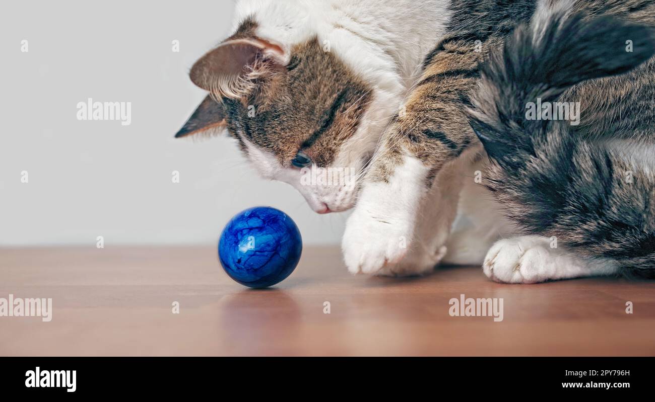 Cute tabby Katze schauen neugierig zu einem Osterei auf dem Tisch. Stockfoto