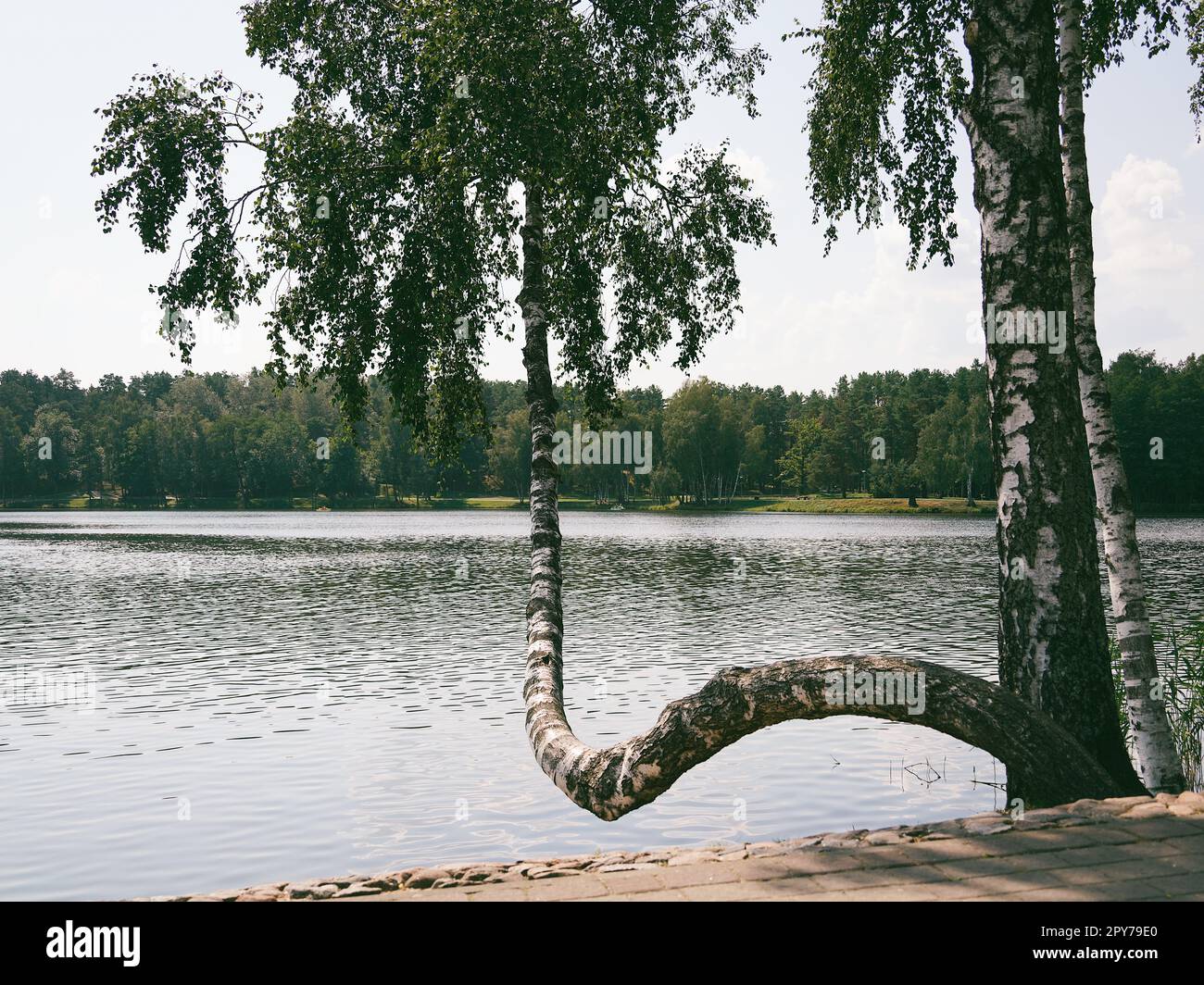 Ein ungewöhnlich aussehender Baum mit einem gebogenen Stamm lehnt sich über die Seite eines Flusses Stockfoto
