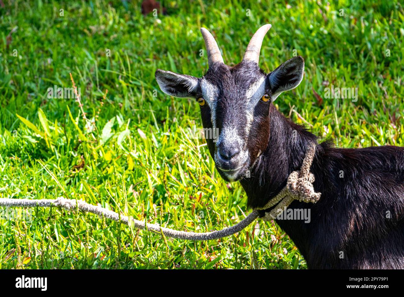 In Heredia Costa Rica. Stockfoto