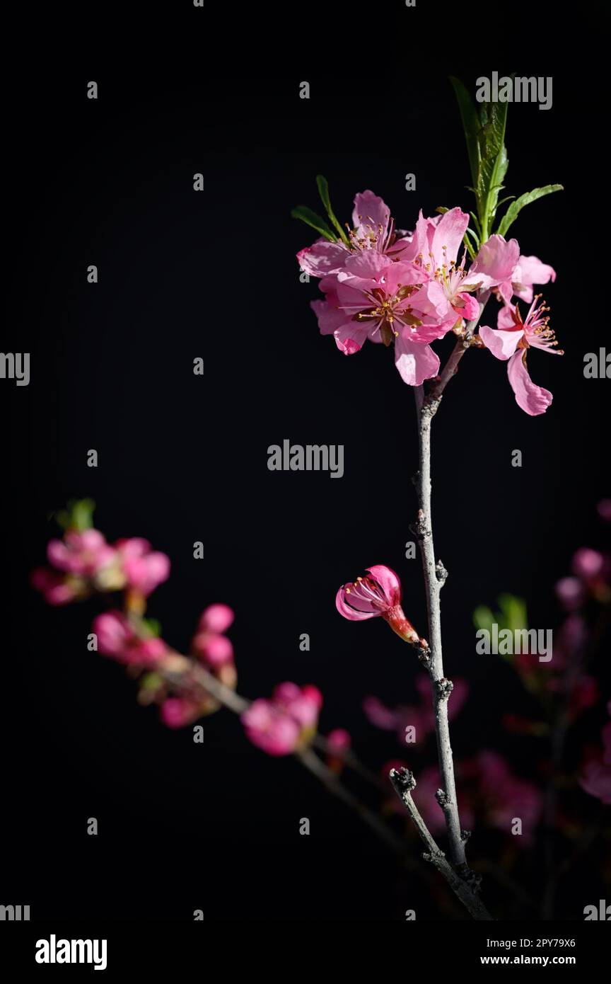 Nahaufnahme: Rosafarbene Kirschblüte mit schwarzem Boden Stockfoto