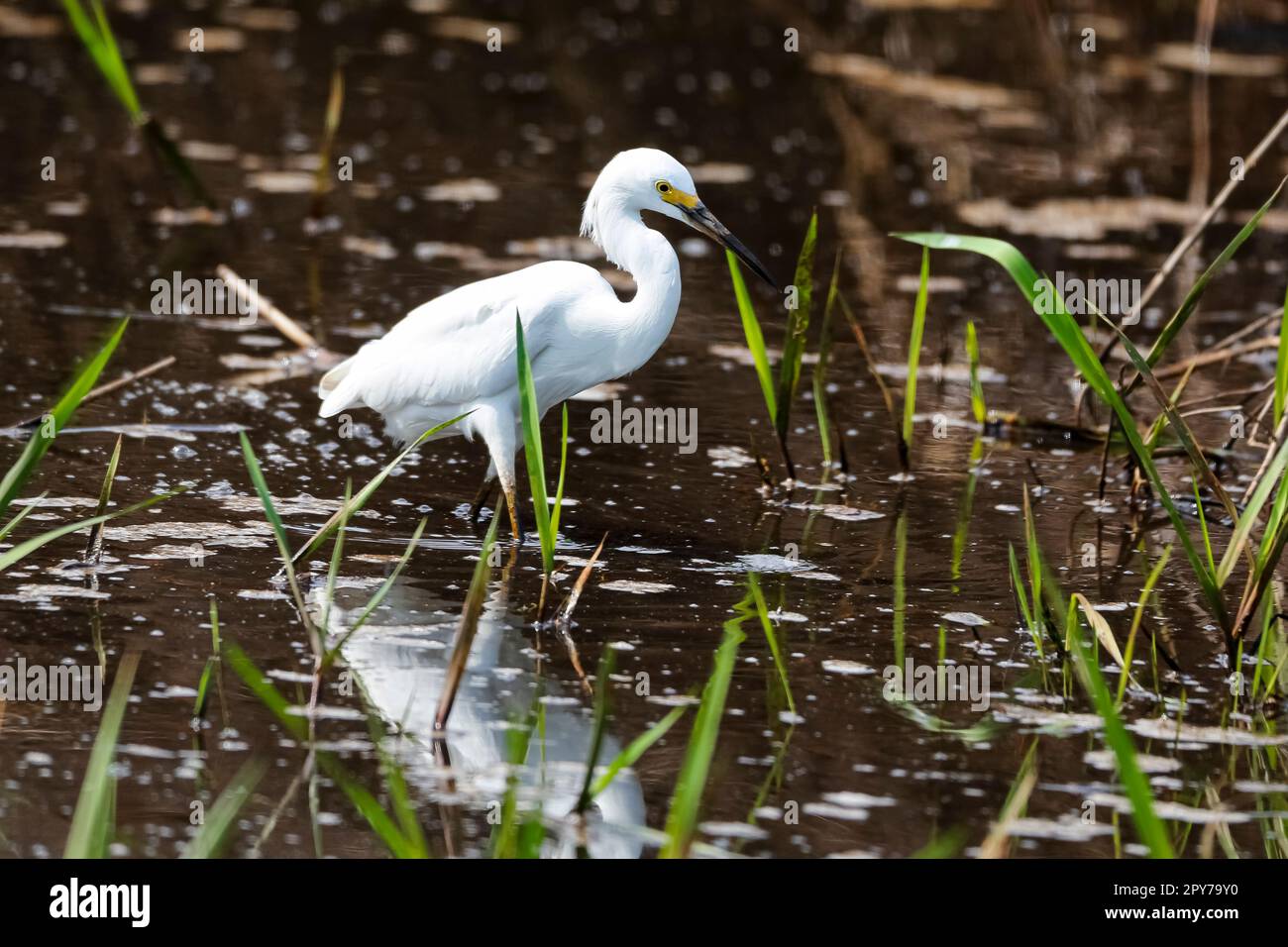 Eleganter Great Egret Walking in Flachwasser, Pantanal Wetlands, Mato Grosso, Brasilien Stockfoto