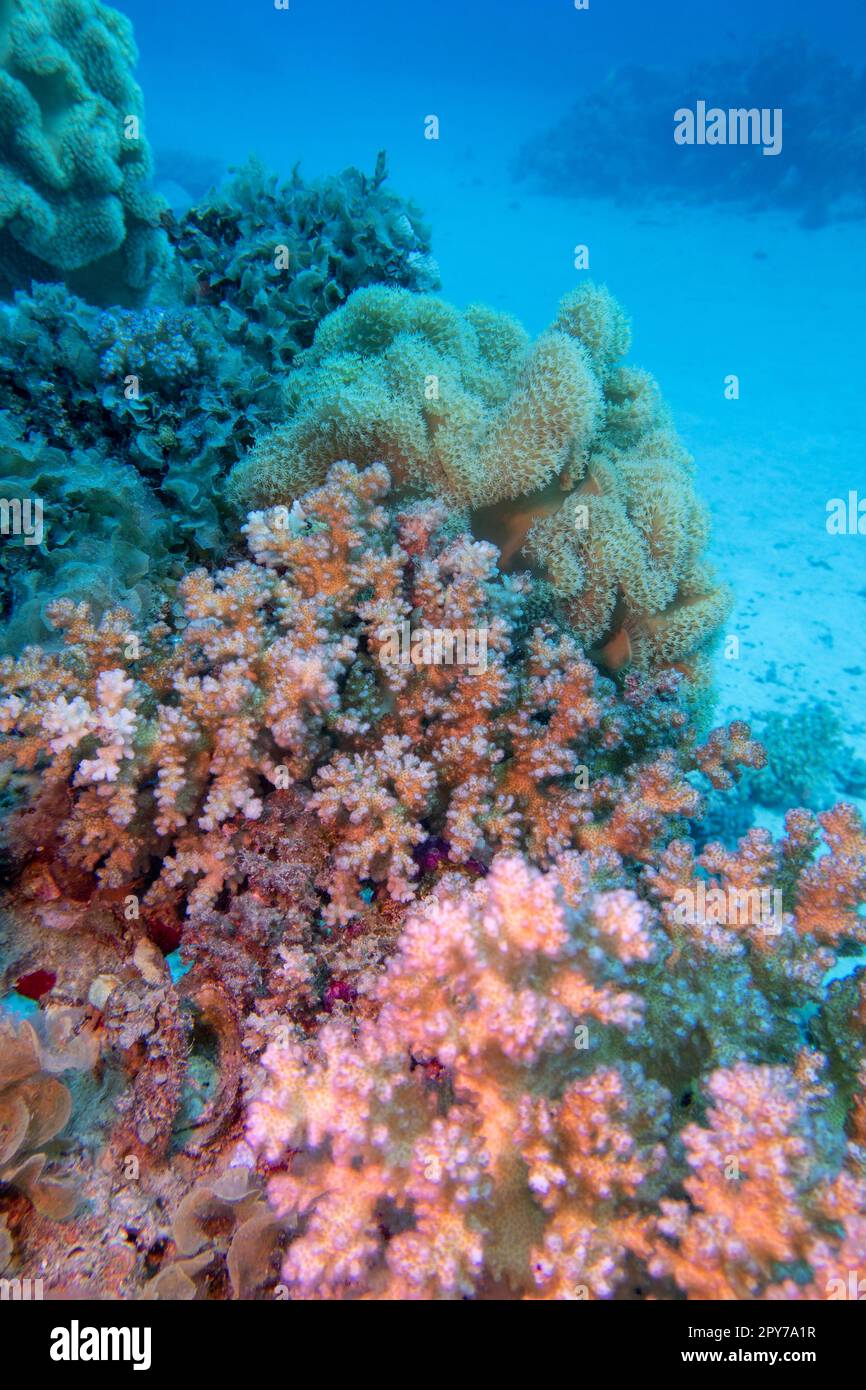 Farbenfrohe, malerische Korallenriffe auf sandigem Grund des tropischen Meeres, steinige und weiche Korallen, Unterwasserlandschaft Stockfoto