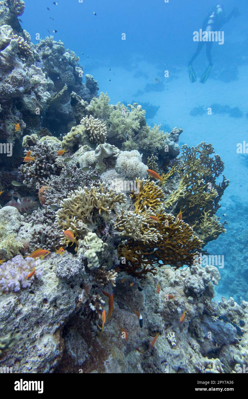 Farbenfrohe, malerische Korallenriffe am Grund des tropischen Meeres, harte und weiche Korallen, Unterwasserlandschaft Stockfoto