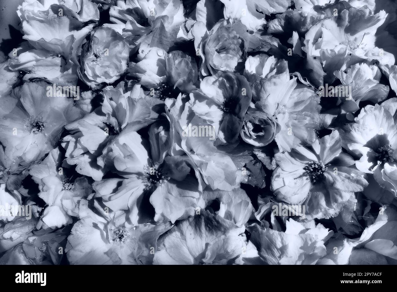 Blumen Kirschsakura Hintergrund. Blumenwand. Die Feiertagspostkarte. Blütenblätter und Bühnen. Wunderschöner Hintergrund. Blütenkunst. Frühlingskirschblüte. Prunus serrulata. Schwarzweiß-Monochrom. Stockfoto