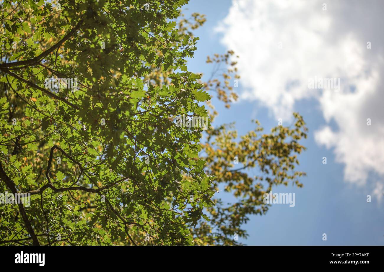 Die Eiche (Quercus robur) Baum, Blätter sichtbar gegen sonnigen Himmel. Stockfoto