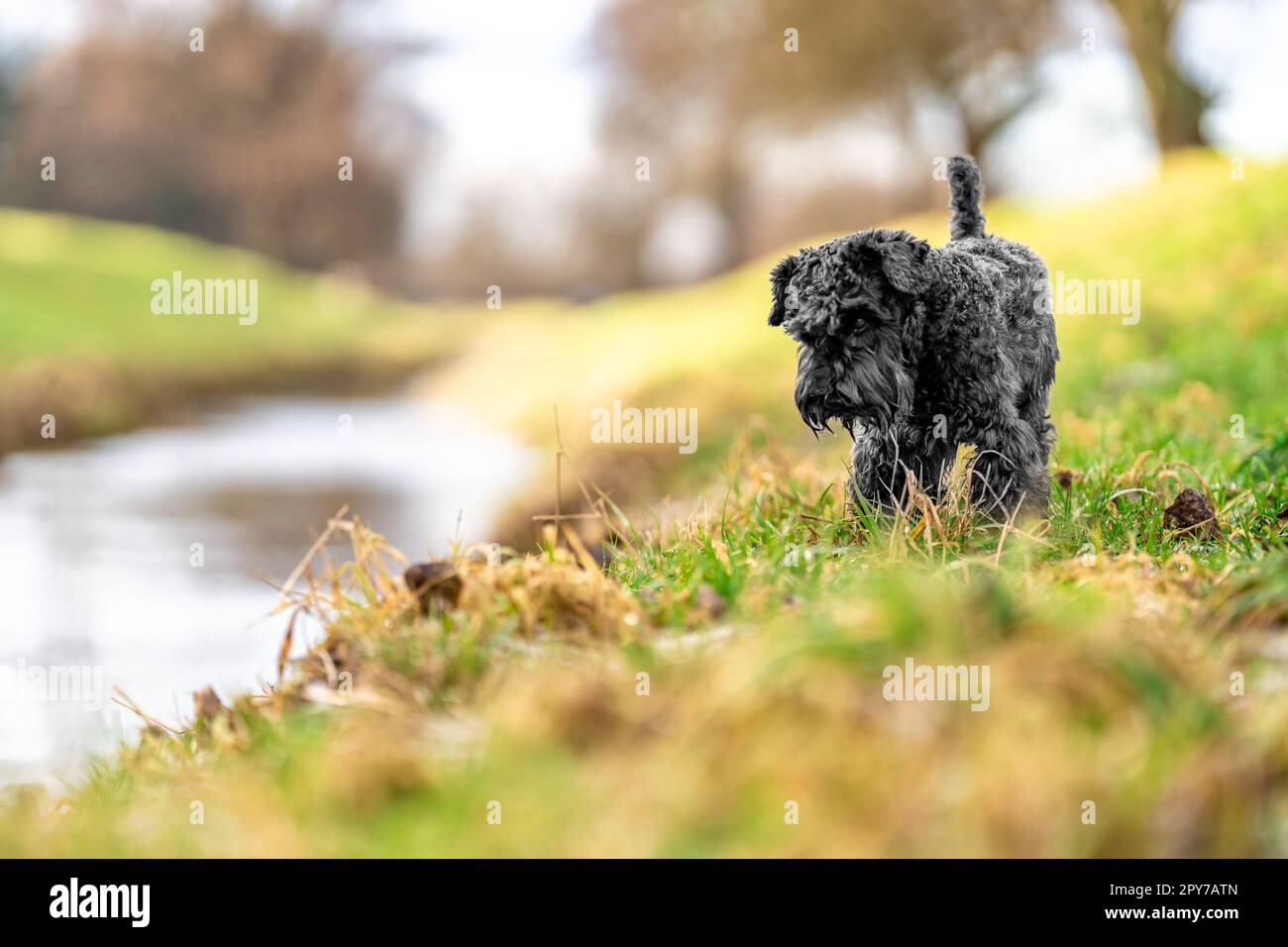 Hund auf einem Spaziergang in der Natur in der Nähe des Flusses. Kleiner schwarzer Schnauzer Stockfoto