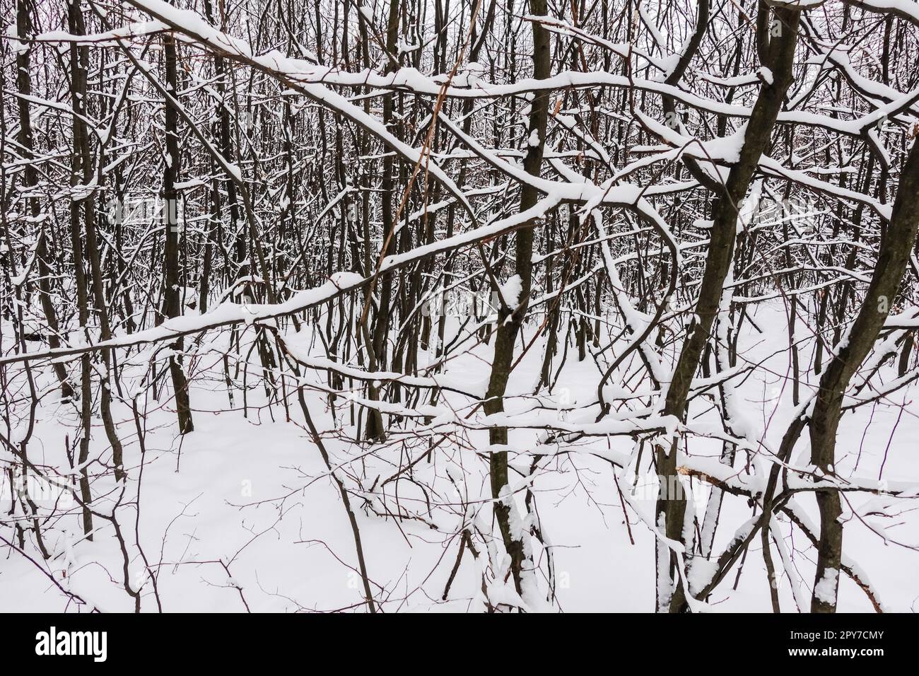 Viele dichte Sträucher mit viel weißem, frischem Schnee im Wald Stockfoto