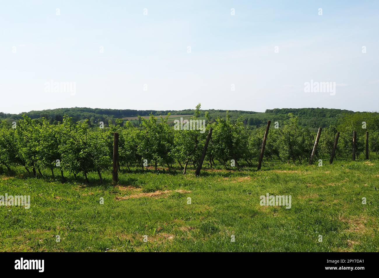 Obstgarten an den Hängen des Berges Fruska, Serbien, Sremska Mitrovica, Novi Sad. Rohal ist eine Erholungsbasis für Menschen. Landwirtschaft auf dem Balkan. Touristenattraktionen Serbiens. Ethno-Tourismus Stockfoto