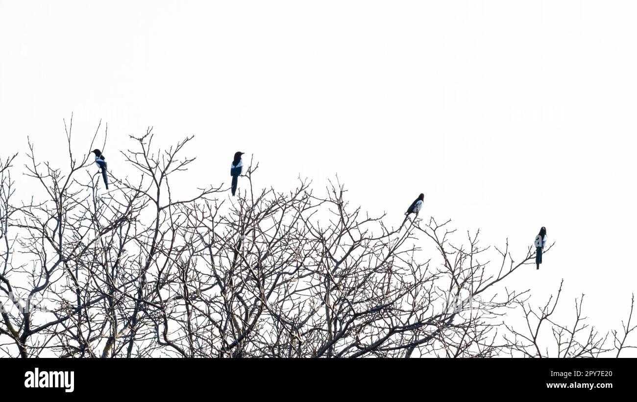 Elster sitzen auf einem Baum und fliegen dann weg (Pica pica) Stockfoto