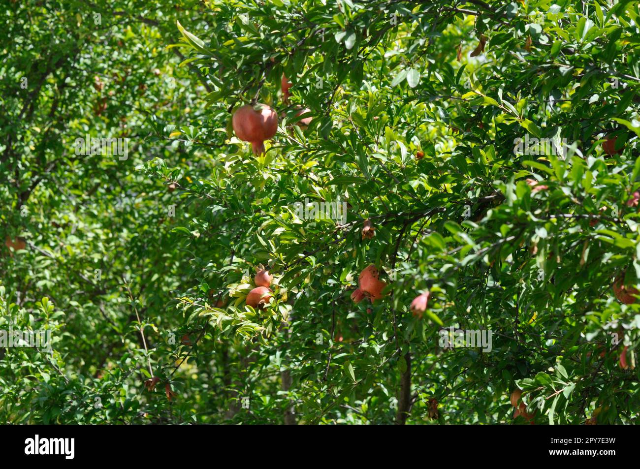 Granatapfelbaum mit reifen Früchten und Blumen im Garten Stockfoto