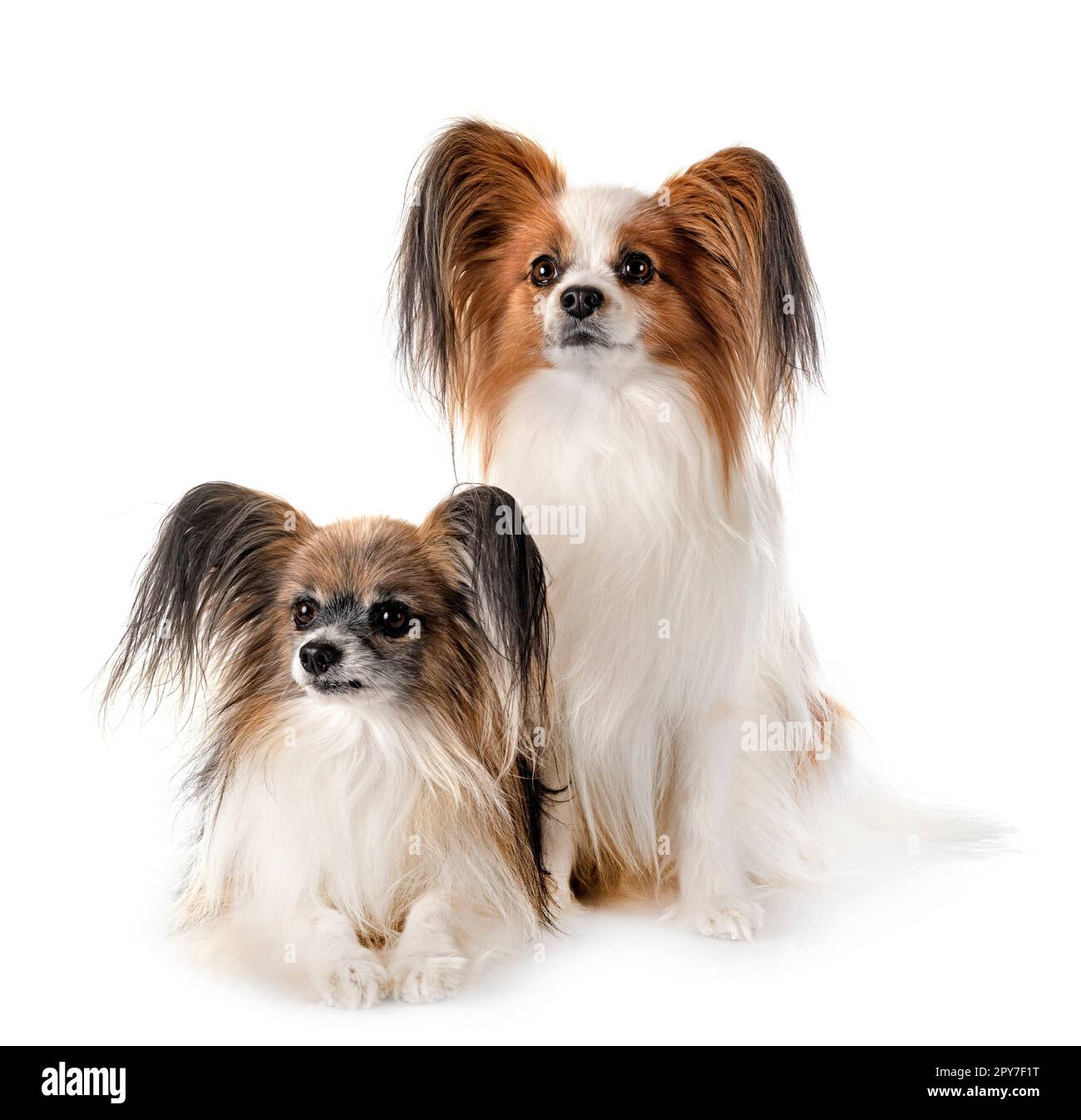 Papillon Hunde vor weißem Hintergrund Stockfoto