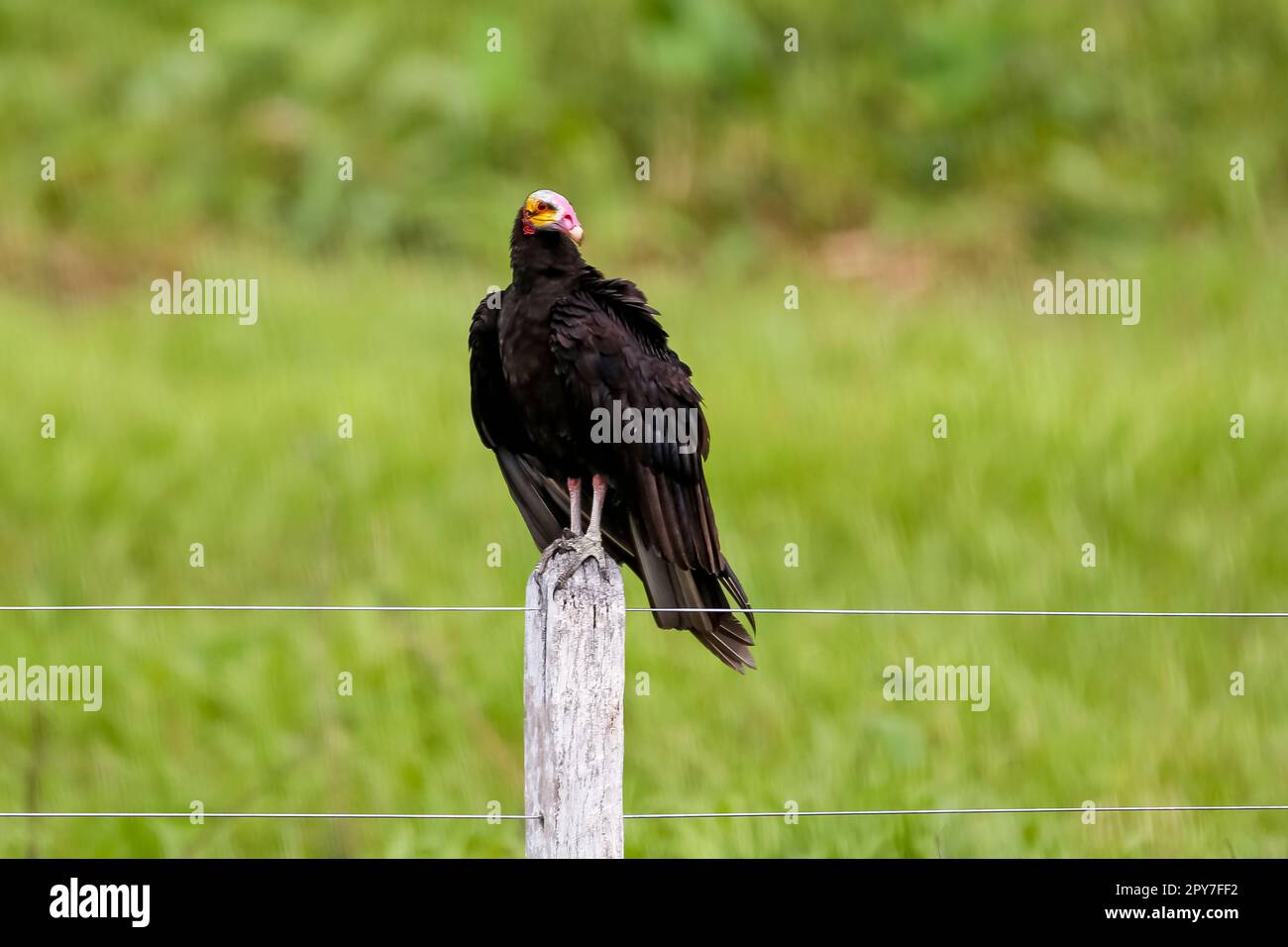 Kleiner Gelbkopfgeier auf einem Holzpfahl vor grünem Hintergrund, Pantanal Wetlands, Mato Grosso, Brasilien Stockfoto