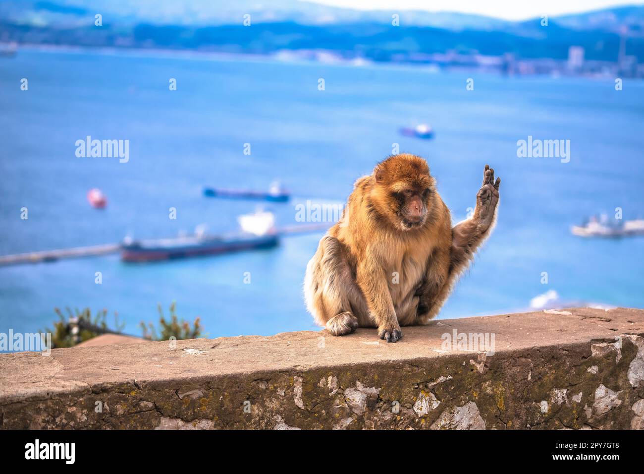 Barbary Macaque mit Blick auf Gibraltar direkt vom Felsen Stockfoto