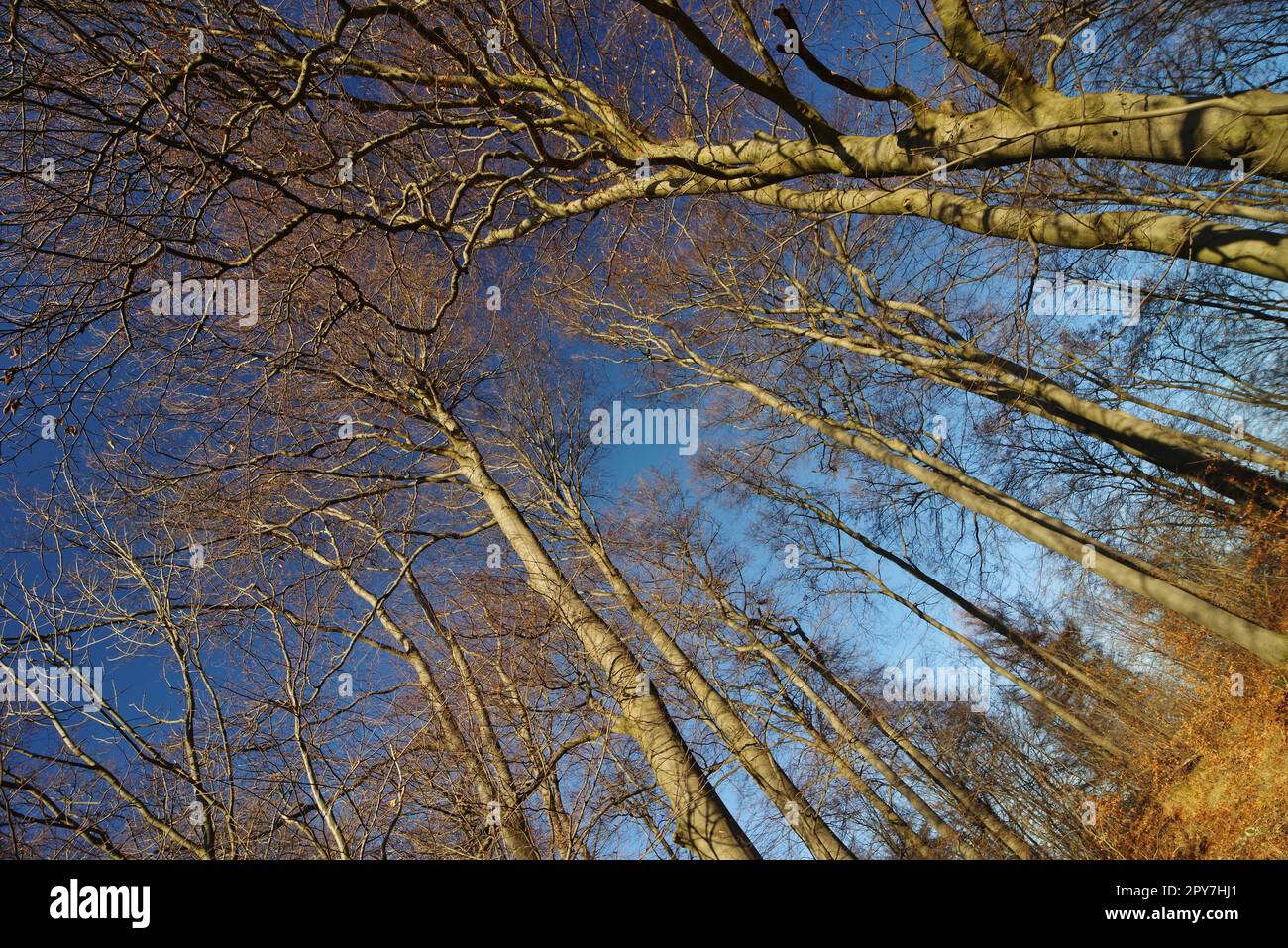 Winter in Bielefeld, Ochsenheide, Buchenbäume und Baumkronen, Ostwestfalen, Nordrhein-Westfalen, Deutschland, Westeuropa Stockfoto