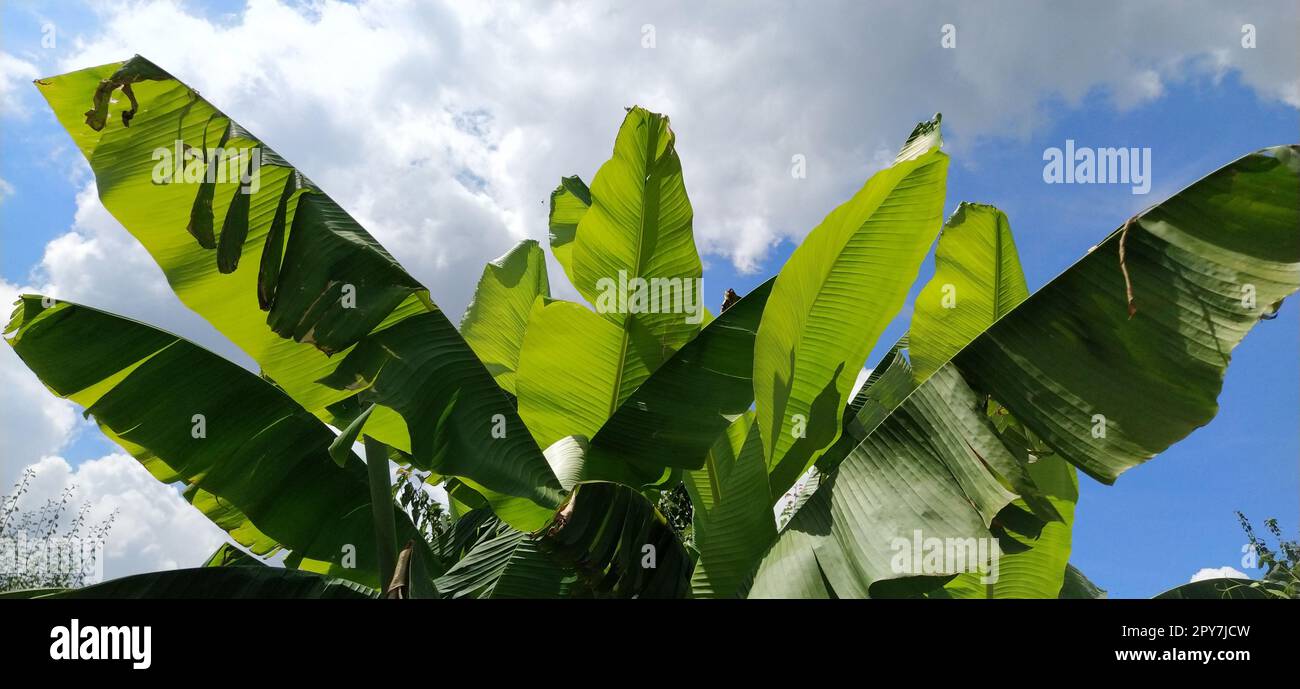 Green Banana Leaf in der Natur, Banana leaf Stockfoto