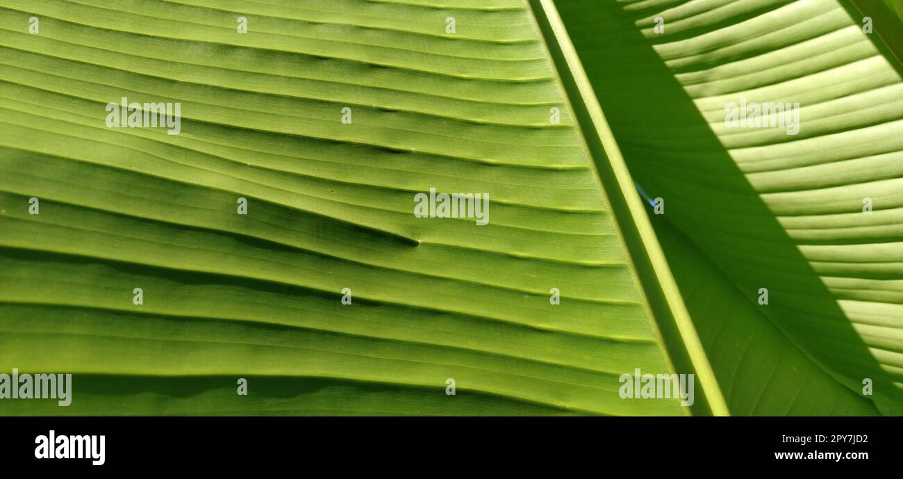 Green Banana Leaf in der Natur, Banana leaf Stockfoto