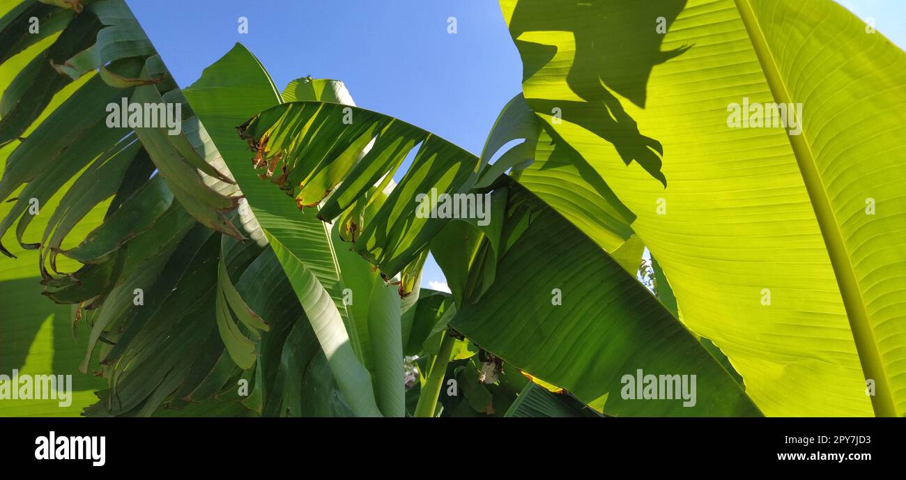 Grüne Bananenblätter in der Natur, Bananenblätter. Tropische Palmen am blauen Himmel. Beschädigte Blätter von hellgrüner Farbe Stockfoto