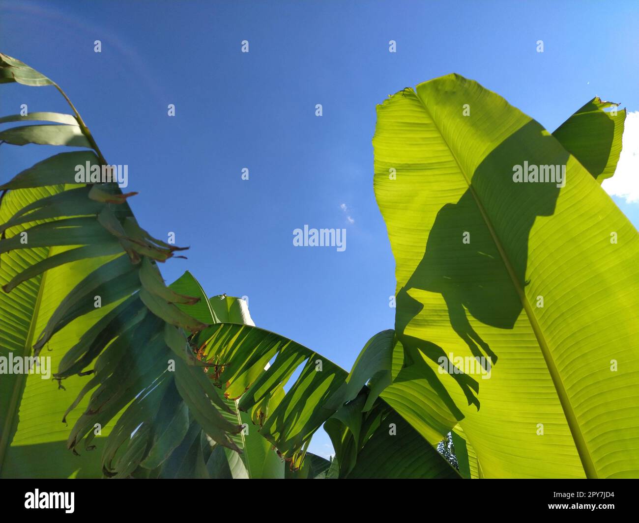 Grüne Bananenblätter in der Natur, Bananenblätter. Stockfoto