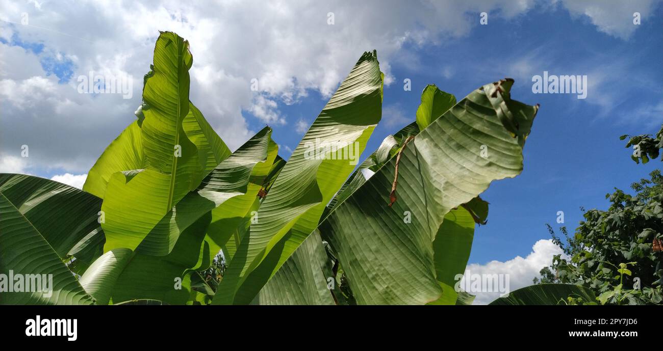 Green Banana Leaf in der Natur, Banana leaf Stockfoto