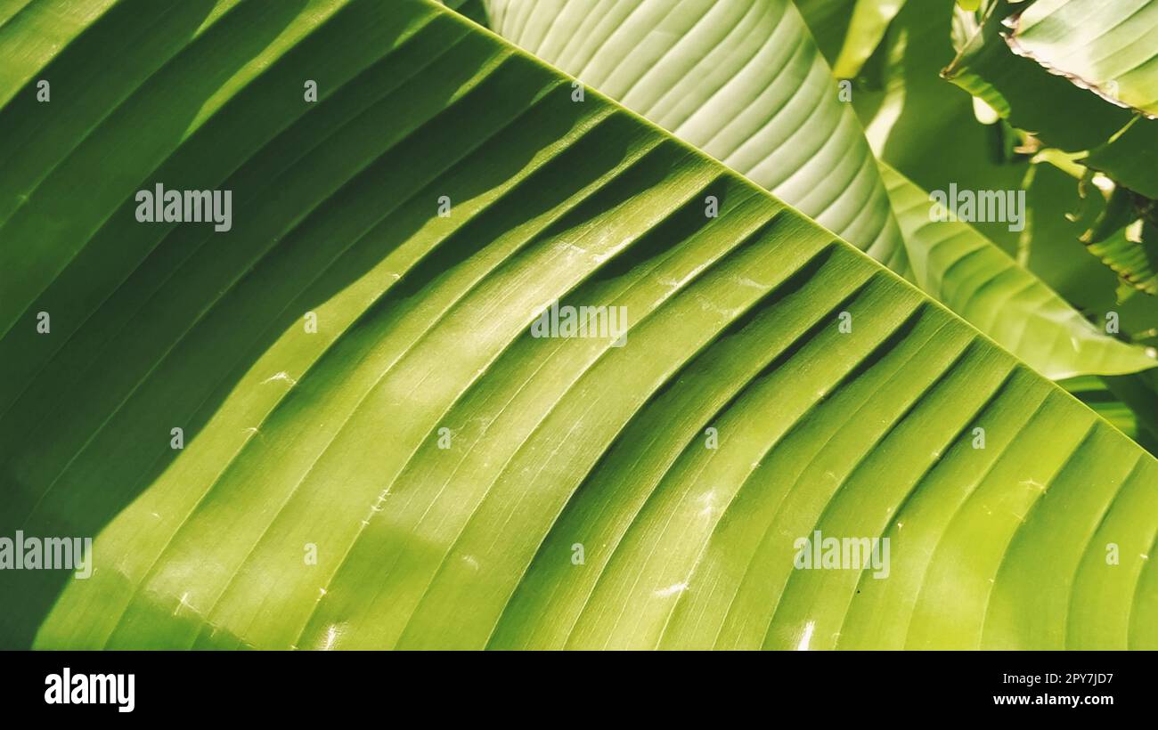 Grüne Bananenblätter in der Natur, Bananenblätter. Stockfoto